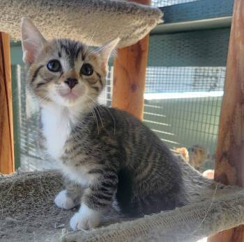 Domestic Short Hair Cats Available for Adoption - Sears | PetCurious