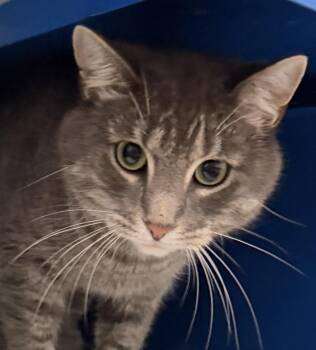 Willow -  Domestic Short Hair Cat for Adoption in Sault Ste. Marie, Michigan - Willow | PetCurious