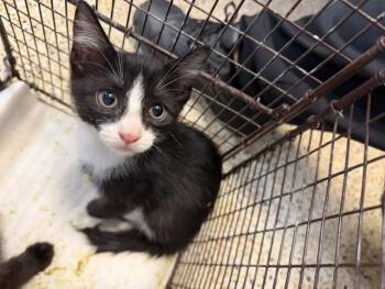 TINO -  Domestic Medium Hair Cat for Adoption in Doral, Florida - TINO | PetCurious