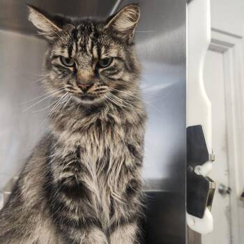 Chewbacca -  Maine Coon Cat for Adoption in Evensville, Tennessee - Chewbacca | PetCurious