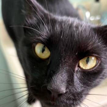 Nora -  Domestic Short Hair Cat for Adoption in Los Angeles, California - Nora | PetCurious