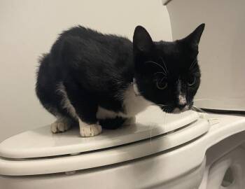 Teddy Tuxspin -  Domestic Short Hair Cat for Adoption in Wilmington, North Carolina - Teddy Tuxspin | PetCurious