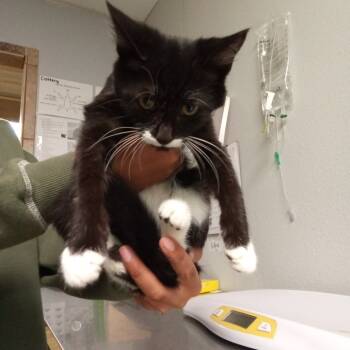 Rescue Domestic Short Hair Cats for Adoption in San Jacinto, California - Felony | PetCurious