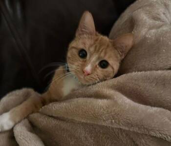 Domestic Short Hair and Tuxedo Cats Available for Adoption - Meow | PetCurious