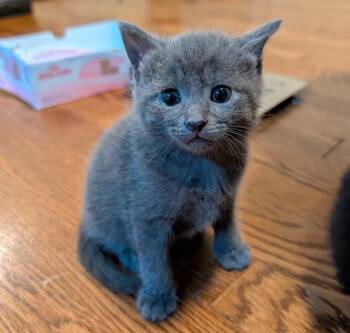Berry, Barnes, Belmont-Littermates -  Domestic Short Hair Cat for Adoption in Arlington, Virginia - Berry, Barnes, Belmont-Littermates | PetCurious