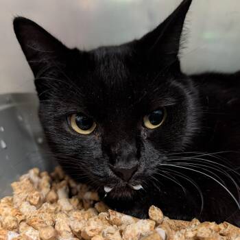 Domestic Short Hair Cats Available for Adoption - Dandy | PetCurious