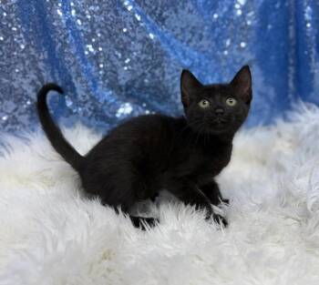 Lex -  Domestic Short Hair Cat for Adoption in Clarkesville, Georgia - Lex | PetCurious