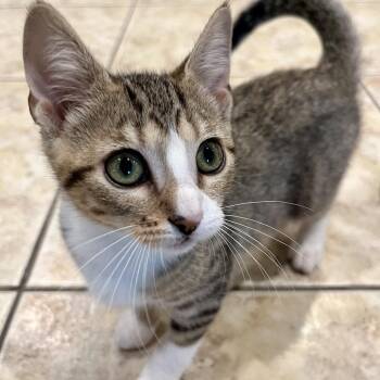 Juniper -  Domestic Short Hair Cat for Adoption in Peachtree City, Georgia - Juniper | PetCurious