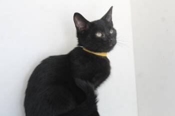 Domestic Short Hair Cats Available for Adoption - Blank | PetCurious