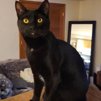 Willy with the Goatee -  Domestic Short Hair Cat Available for Adoption in Florham Park, New Jersey - Willy With The Goatee | PetCurious
