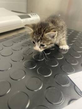 Beebop -  Domestic Short Hair Cat for Adoption in Roseville, California - Beebop | PetCurious