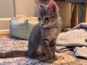 Domestic Short Hair Cats Available for Adoption in Warner Robins, Georgia - Beetle | PetCurious
