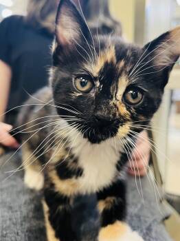 Calico and Domestic Short Hair Cats Available for Adoption in Walnut Creek, California - Bacon | PetCurious
