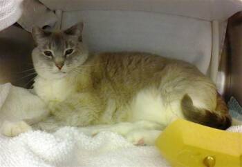 Domestic Short Hair Cats Available for Adoption in Omaha, Nebraska - AIRABELLA | PetCurious