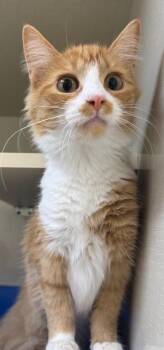 Spicy Saltine -  Domestic Medium Hair Cat for Adoption in Winnipeg, Manitoba - Spicy Saltine | PetCurious