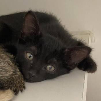 Rescue Domestic Short Hair Cats for Adoption in Long Beach, California - Edwin | PetCurious