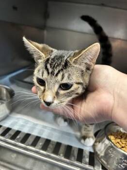Raven -  Domestic Long Hair and Domestic Short Hair Cat for Adoption in Simcoe, Ontario - Raven | PetCurious