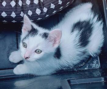Rascal -  Domestic Short Hair and Tuxedo Cat for Adoption in Crown Point, Indiana - Rascal | PetCurious