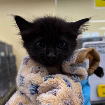 Velmo -  Domestic Medium Hair Cat for Adoption in West Palm Beach, Florida - Velmo | PetCurious
