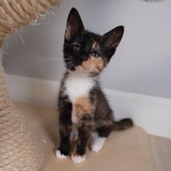 Sapphire -  Domestic Short Hair Cat for Adoption in Port Richey, Florida - Sapphire | PetCurious