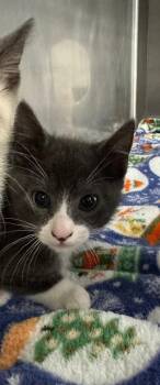 Mox -  Domestic Short Hair Cat for Adoption in Grants Pass, Oregon - Mox | PetCurious