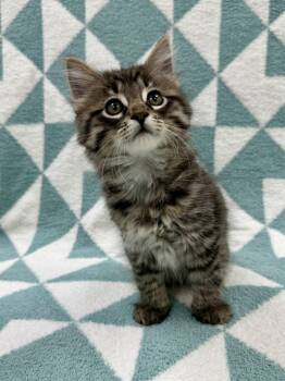 Toulouse -  Domestic Long Hair Cat for Adoption in Columbus, Ohio - Toulouse | PetCurious