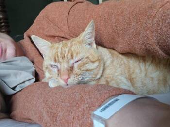 Manx Cats Available for Adoption - LT. DAN | PetCurious