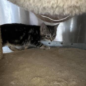 Domestic Short Hair Cats Available for Adoption - Melody | PetCurious