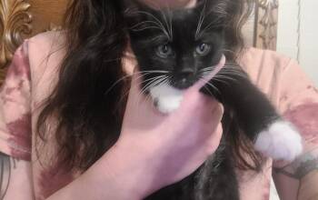 Domestic Short Hair Cats Available for Adoption in Oceanside, California - Poppy | PetCurious