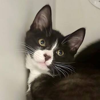 Lawson -  Domestic Short Hair Cat for Adoption in Walnut Creek, California - Lawson | PetCurious