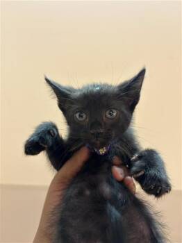TUCK -  Domestic Short Hair Cat for Adoption in Houston, Texas - TUCK | PetCurious
