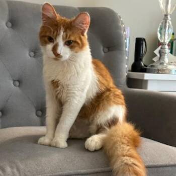 Tally -  Domestic Medium Hair and Tabby Cat for Adoption in UNIVERSITY PA, Maryland - Tally | PetCurious