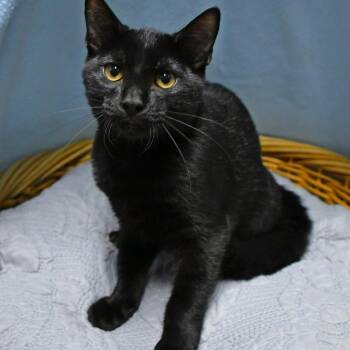 Archie -  Domestic Short Hair Cat for Adoption in Beaumont, Texas - Archie | PetCurious
