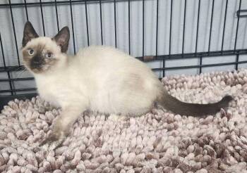 Meezy -  Siamese and Domestic Short Hair Cat for Adoption in Keokuk, Iowa - Meezy | PetCurious