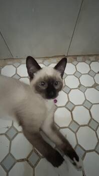 Alaira -  Siamese and Himalayan Cat for Adoption in Humacao, Humacao - Alaira | PetCurious