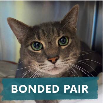 Link -  Domestic Short Hair Cat for Adoption in Asheville, North Carolina - Link | PetCurious