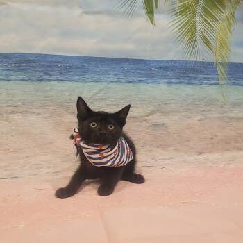 Rescue American Shorthair Cats for Adoption in Tipton, Indiana - Knox | PetCurious