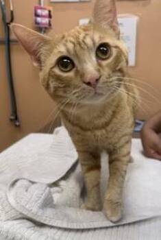 Cornbread -  Domestic Short Hair Cat for Adoption in Phoenix, Arizona - Cornbread | PetCurious