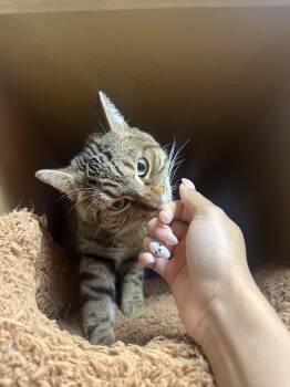 Rescue Domestic Short Hair Cats for Adoption in Poinciana, Florida - Stephan | PetCurious