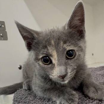 Euro -  Domestic Short Hair Cat for Adoption in Phoenix, Arizona - Euro | PetCurious