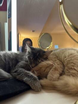 Domestic Short Hair Cats Available for Adoption in Herndon, Virginia - Sunny & Stormy (BONDED PAIR) | PetCurious