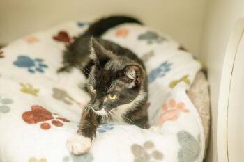 Skipper -  Domestic Short Hair Cat for Adoption in Hilton Head Island, South Carolina - Skipper | PetCurious