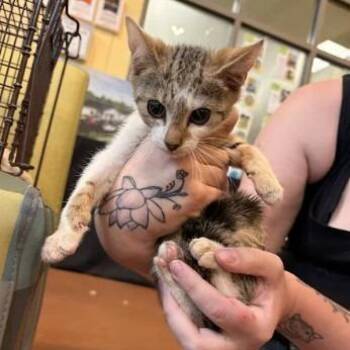 Nod -  Domestic Short Hair Cat for Adoption in Lynchburg, Virginia - Nod | PetCurious
