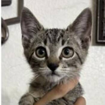 Spiked Hot Chocolate -  Domestic Short Hair Cat for Adoption in Redmond, Washington - Spiked Hot Chocolate | PetCurious