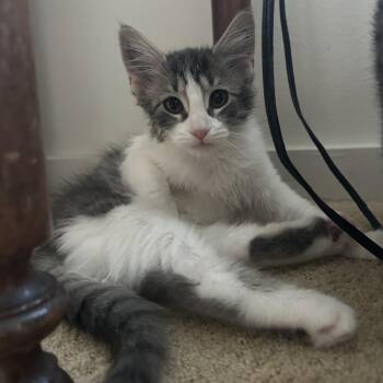 Domestic Medium Hair Cats Available for Adoption in Springdale, Arkansas - Harry | PetCurious