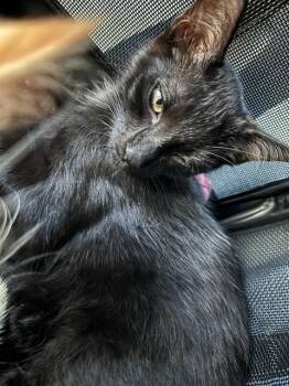 A477268 -  Domestic Short Hair Cat for Adoption in Oklahoma City, Oklahoma - A477268 | PetCurious