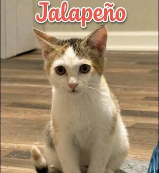 Jalapeno -  Calico Cat for Adoption in Westland, Michigan - Jalapeno | PetCurious