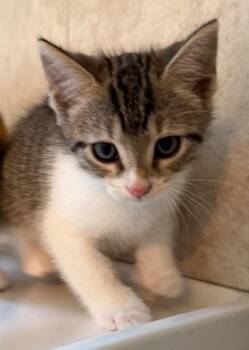 Schnitzel -  Domestic Short Hair Cat for Adoption in Evans, Georgia - Schnitzel | PetCurious
