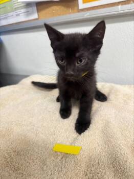 Rescue Domestic Short Hair Cats for Adoption in Camarillo, California - A873030 | PetCurious