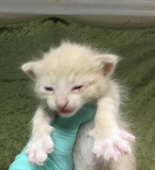 BUTTERS -  Domestic Short Hair Cat for Adoption in Riverside, California - BUTTERS | PetCurious